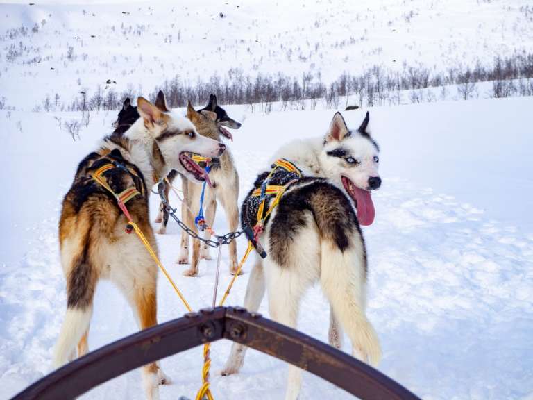 Eine Gruppe von Schlittenhunden steht im Schnee