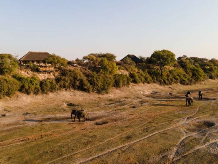 Eine Gruppe von Elefanten, die auf einem Feld spazieren gehen