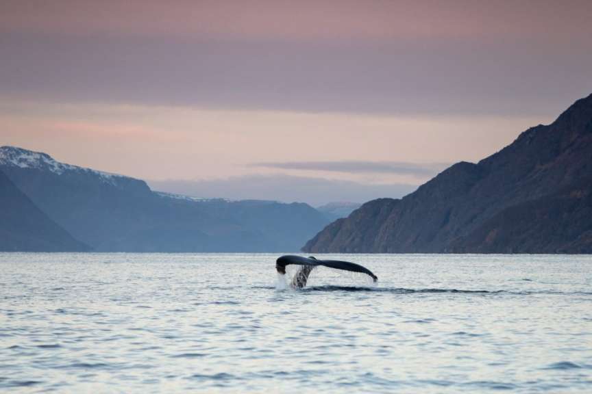 Ein Wal schwimmt im Ozean mit Bergen im Hintergrund