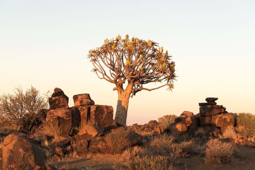 Ein Baum steht inmitten einer felsigen Landschaft