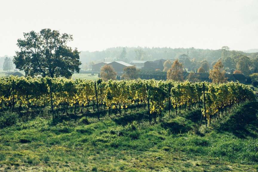 Ein Weinberg mit Bäumen und Gebäuden im Hintergrund