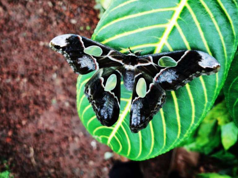 Ein schwarz-weißer Schmetterling sitzt auf einem grünen Blatt