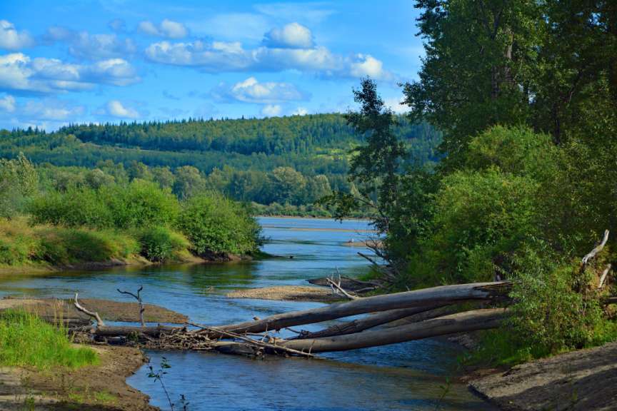 Ein Fluss, der durch einen Wald fließt