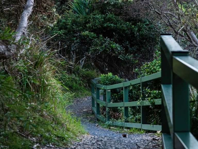 Ein grüner Zaun umgibt einen Waldweg
