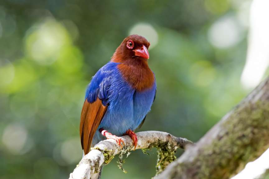 Ein blau-brauner Vogel sitzt auf einem Ast