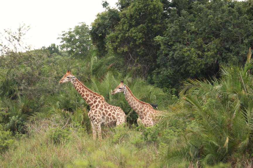 Zwei Giraffen stehen nebeneinander in einem Feld