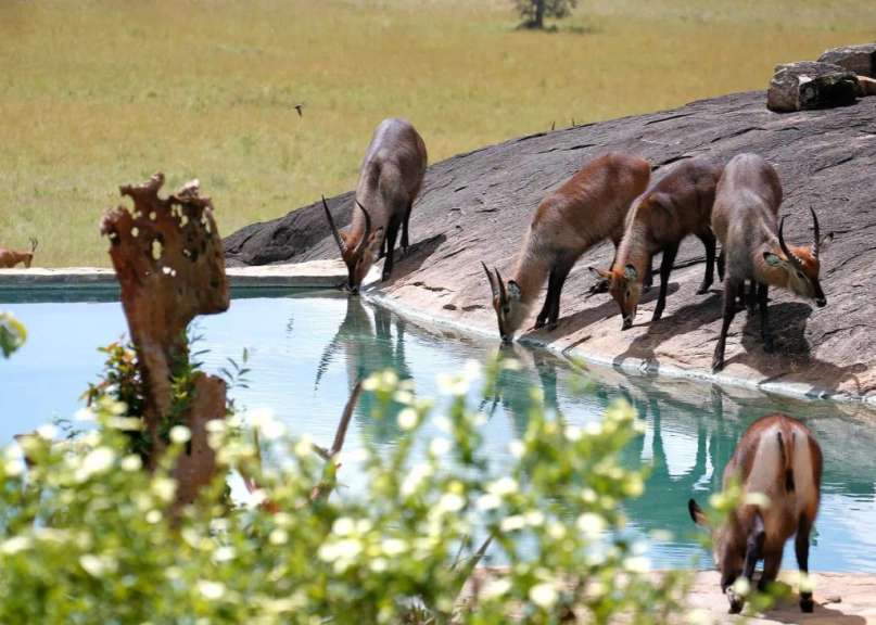 Eine Gruppe von Ziegen trinkt Wasser aus einem Pool