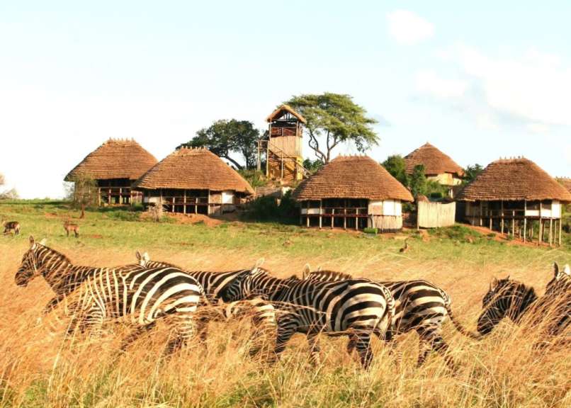 Eine Herde Zebras steht in einem Feld mit Strohhütten im Hintergrund