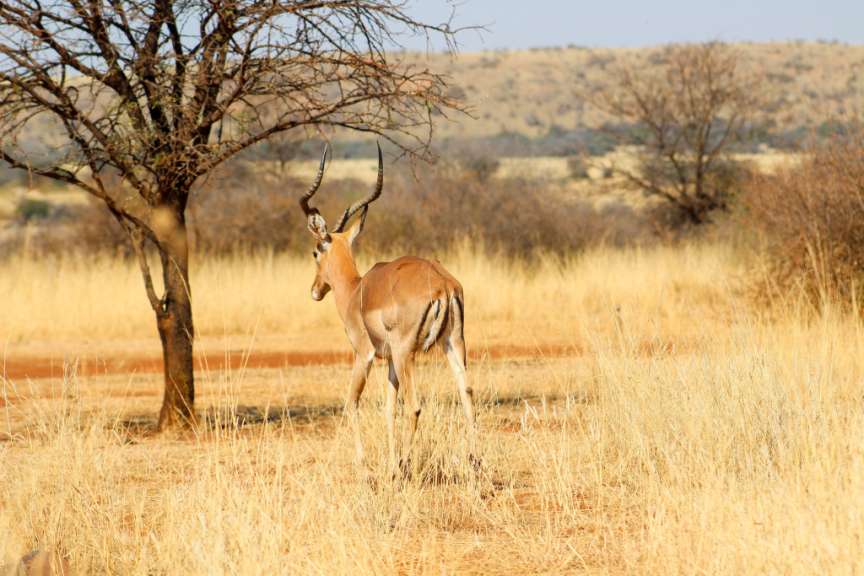 Ein Impala steht in einem Feld mit einem Baum im Hintergrund