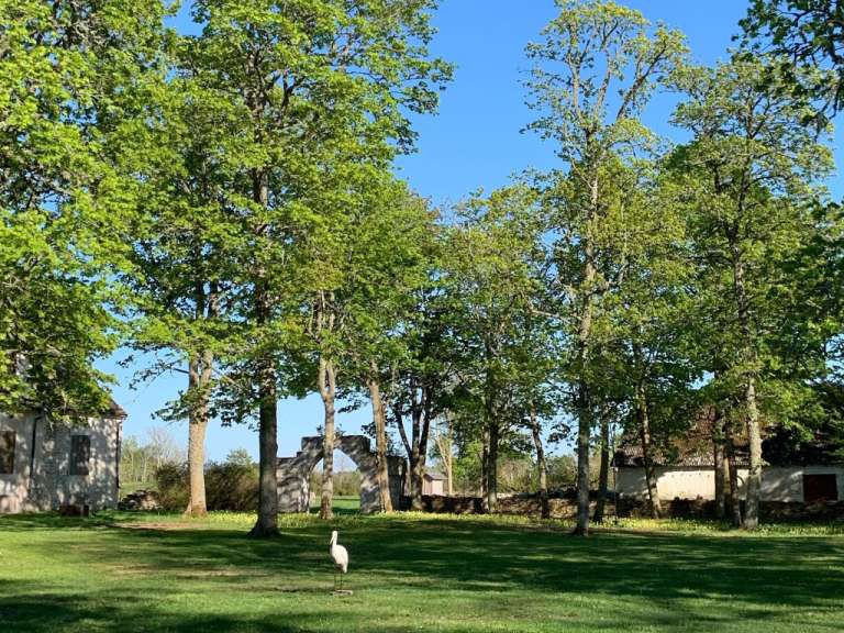 Eine weiße Gans steht in einem Park mit Bäumen
