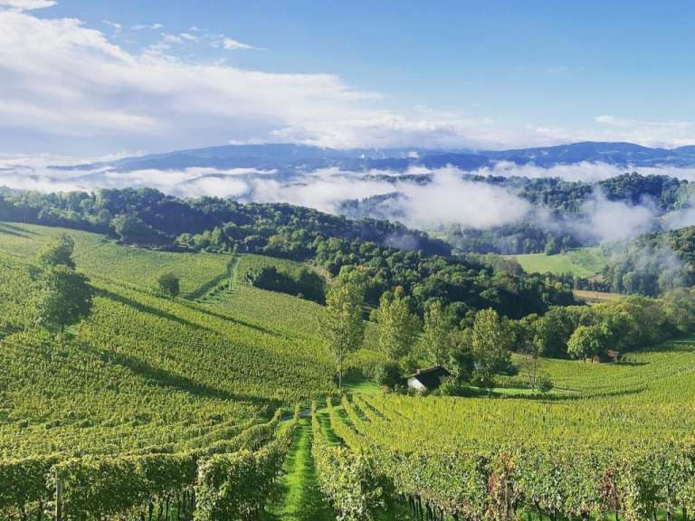 Ein Blick auf einen Weinberg mit Bergen im Hintergrund