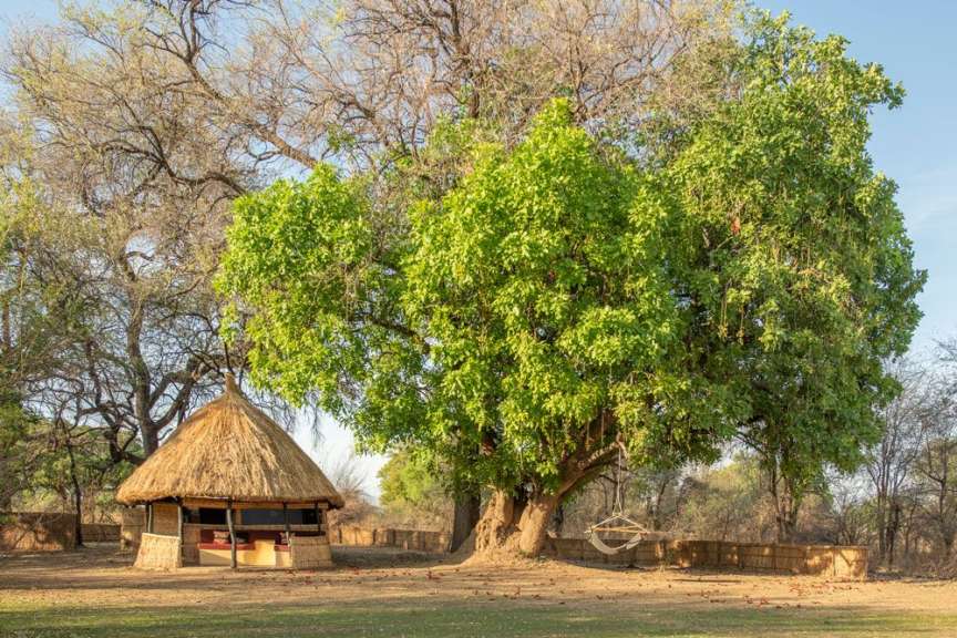 Eine hütte mit strohdach steht unter einem großen baum