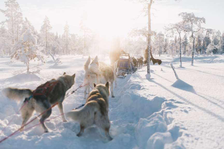 Eine Gruppe huskys zieht einen schlitten durch den schneebedeckten wald