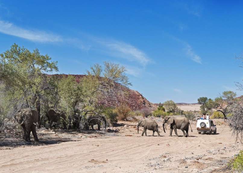 Elefanten und ein Safari-Jeep bewegen sich in einer trockenen, sandigen Landschaft unter einem strahlend blauen Himmel.
