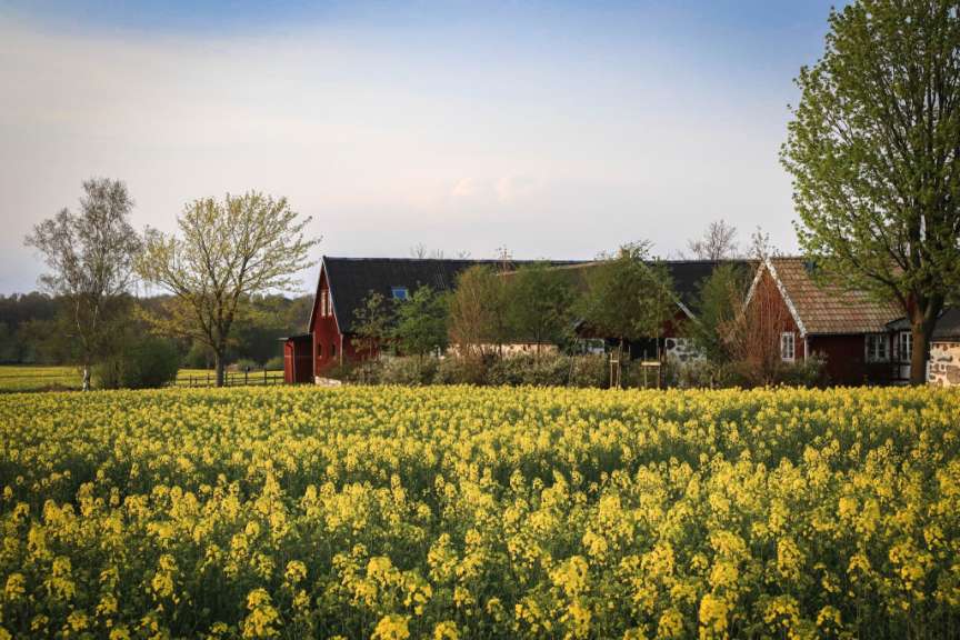Ein Feld mit gelben Blumen und einem roten Gebäude im Hintergrund