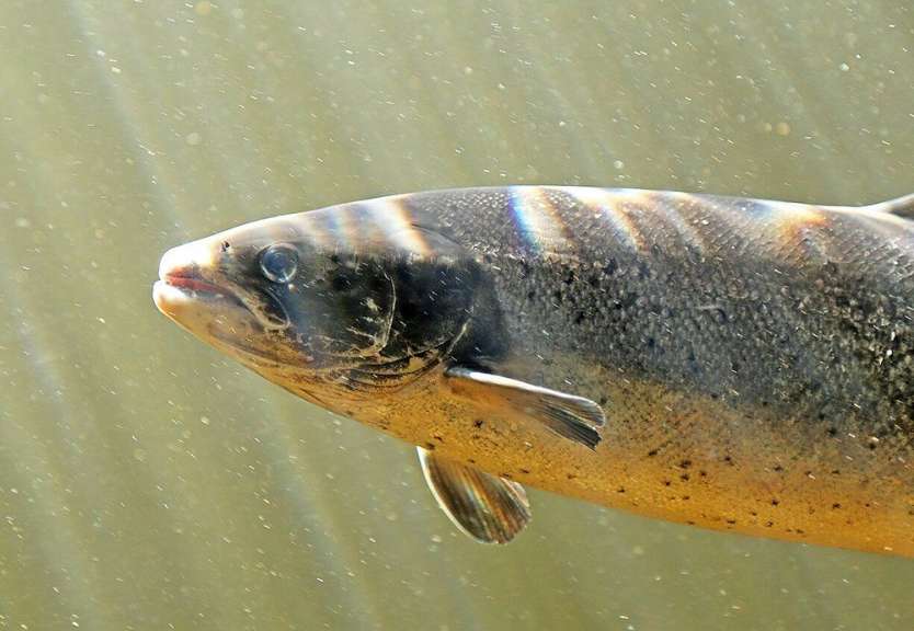 Ein Fisch schwimmt im Wasser und schaut in die Kamera