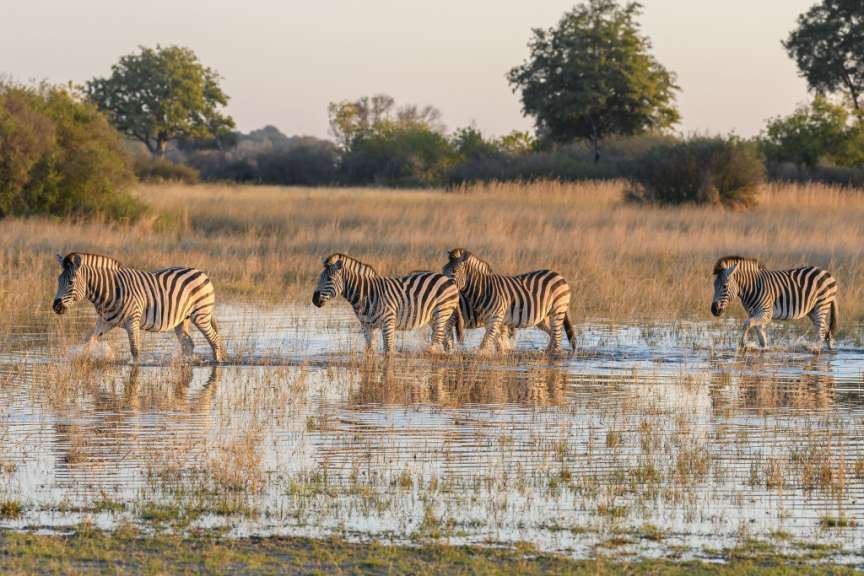 Eine Herde Zebras läuft im Wasser