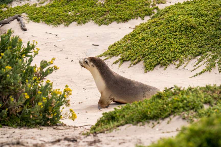 Ein Seelöwe sitzt auf einem Sandstrand