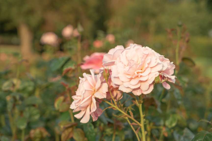 Eine Nahaufnahme einer rosa Blume in einem Garten