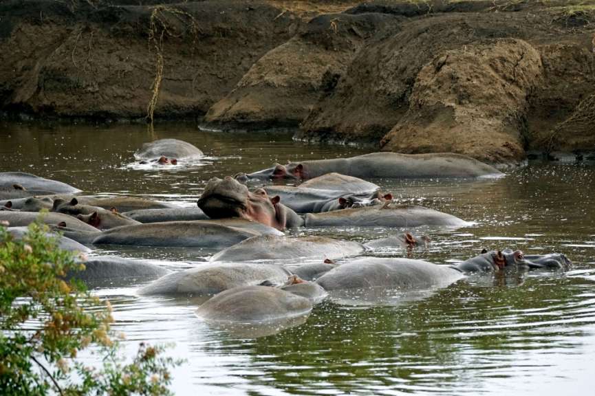 Eine Gruppe von Flusspferden schwimmt im Wasser