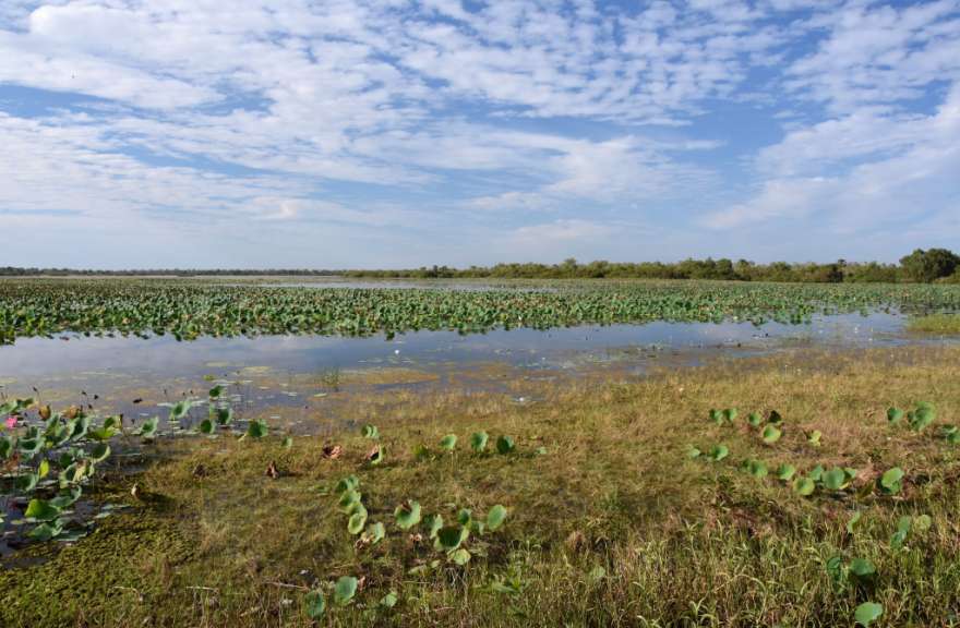 Ein großer Teich mit vielen Blättern im Wasser