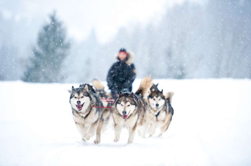 Fahrt durch die Winterlandschaft: Hundeschlittentour