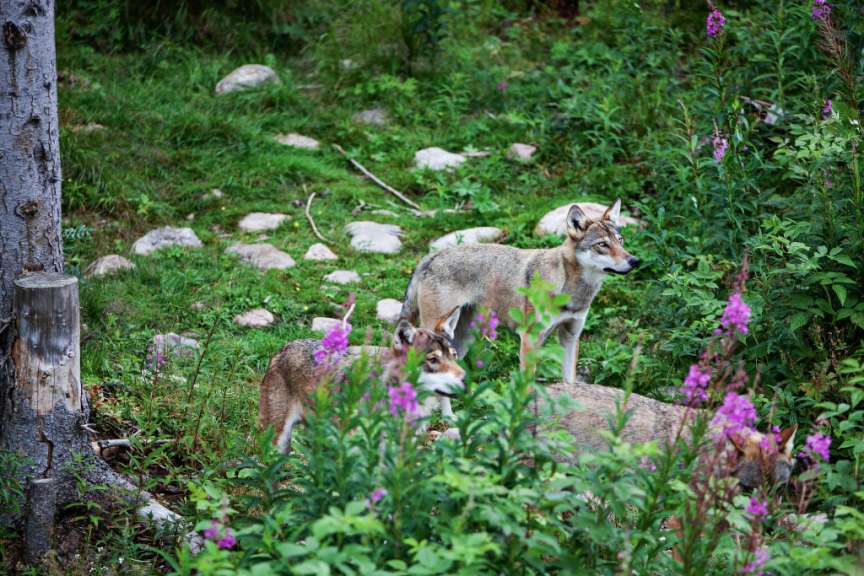 Zwei Wölfe stehen in einem Feld mit lila Blumen