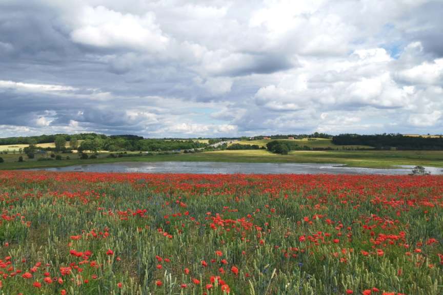 Ein Feld mit roten Mohnblumen und einem Teich im Hintergrund