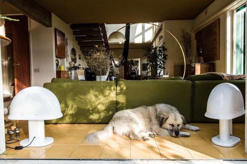Ein weißer hund liegt neben einer grünen couch