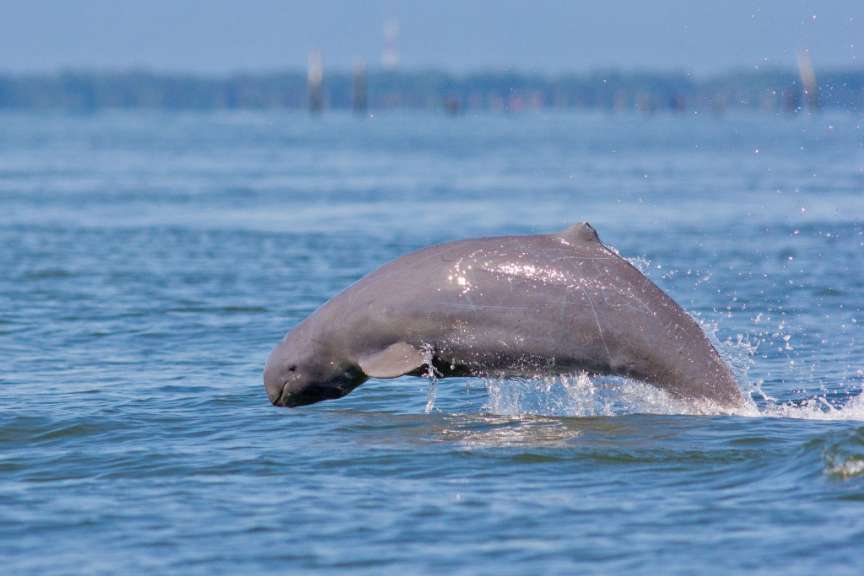Ein Delphin springt aus dem Ozean