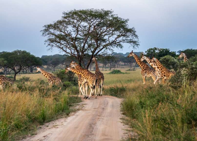 Eine Gruppe von Giraffen, die auf einem Feldweg spazieren gehen