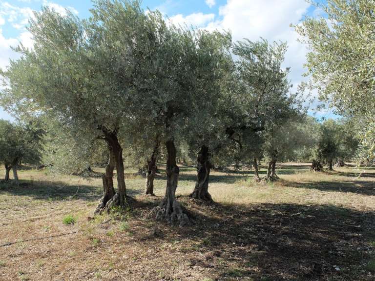 Eine Gruppe von Olivenbäumen in einem Feld