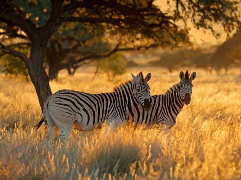 Zwei Zebras stehen nebeneinander in einem Feld