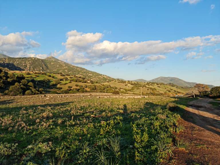 Foresta di Montarbu