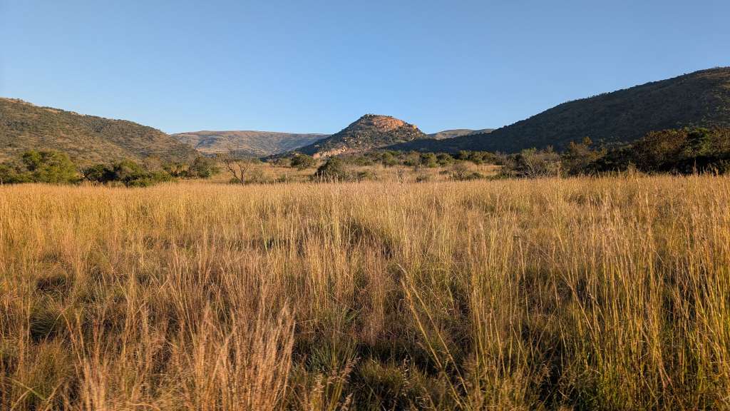 Ein Feld mit hohem Gras und einem Berg im Hintergrund