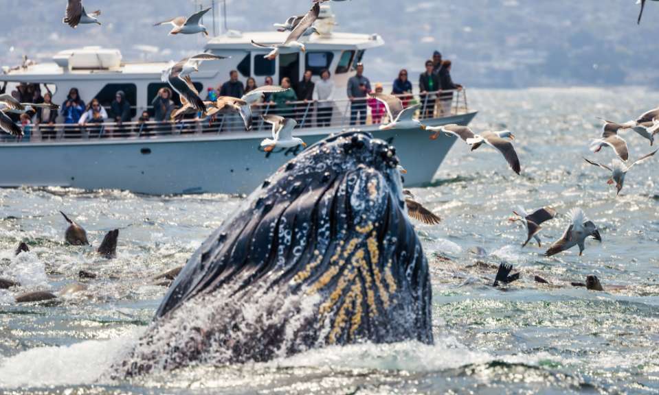 Ein Wal taucht aus dem Wasser auf, umgeben von Möwen und Robben, während ein Boot voller Touristen im Hintergrund fährt.