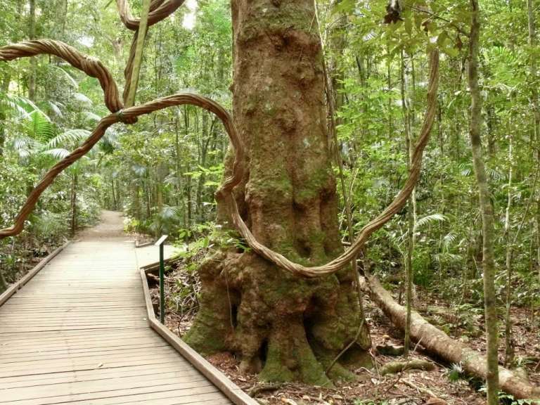 Ein Holzsteg führt durch einen Dschungel mit einem Baum im Vordergrund