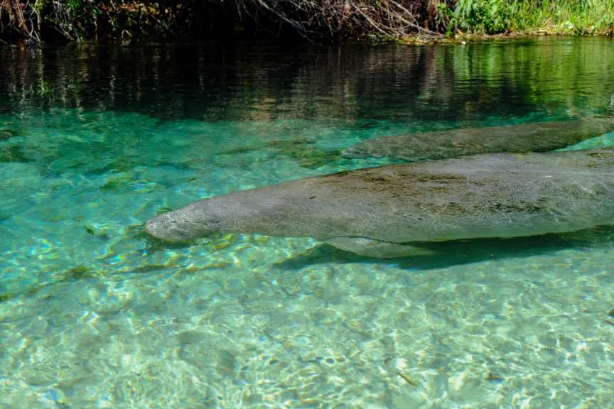 Ein manatee schwimmt in einem klaren blauen fluss