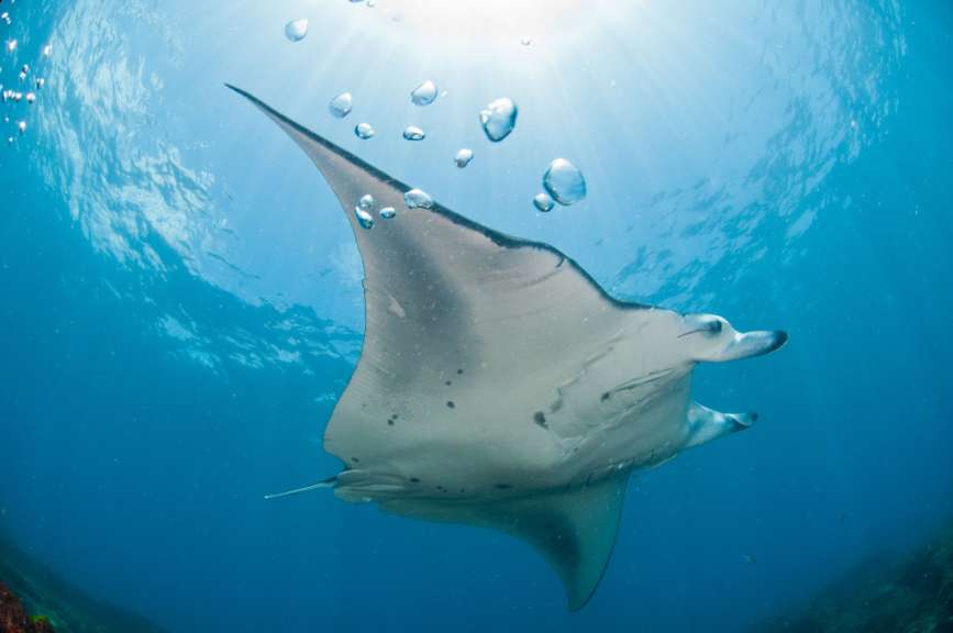 Ein großer Fisch schwimmt in einem blauen Ozean