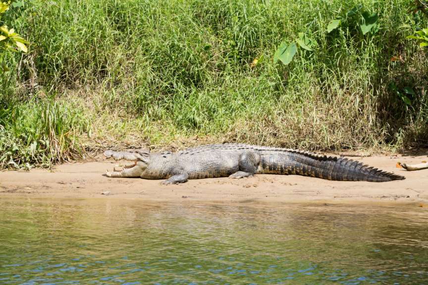 Ein Krokodil liegt am Ufer eines Flusses