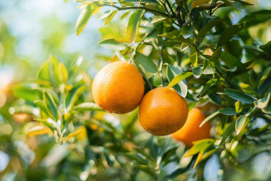 Zwei Orangen hängen an einem Baum mit grünen Blättern