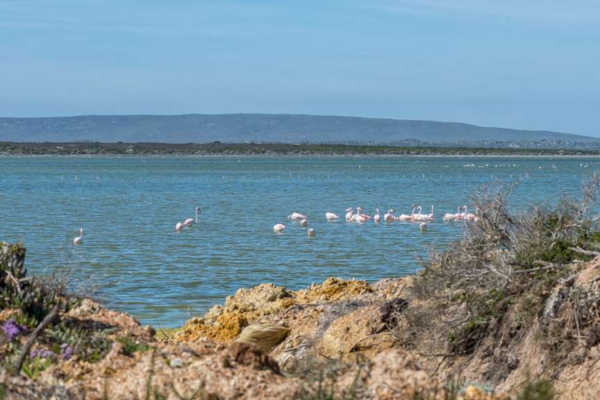 Eine Gruppe von flamingos schwimmt in einem See
