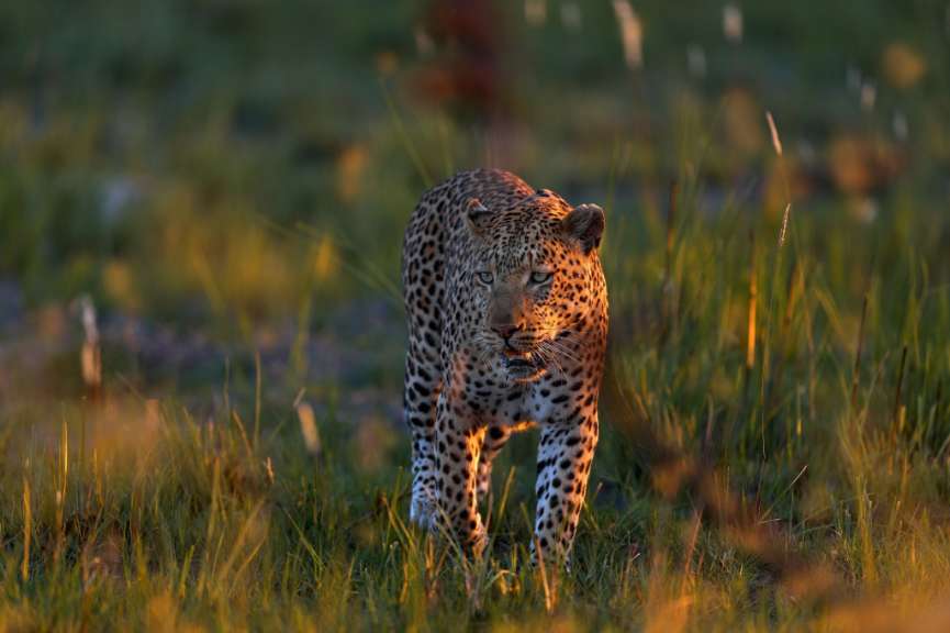 Ein leopard geht durch ein grasbewachsenes feld