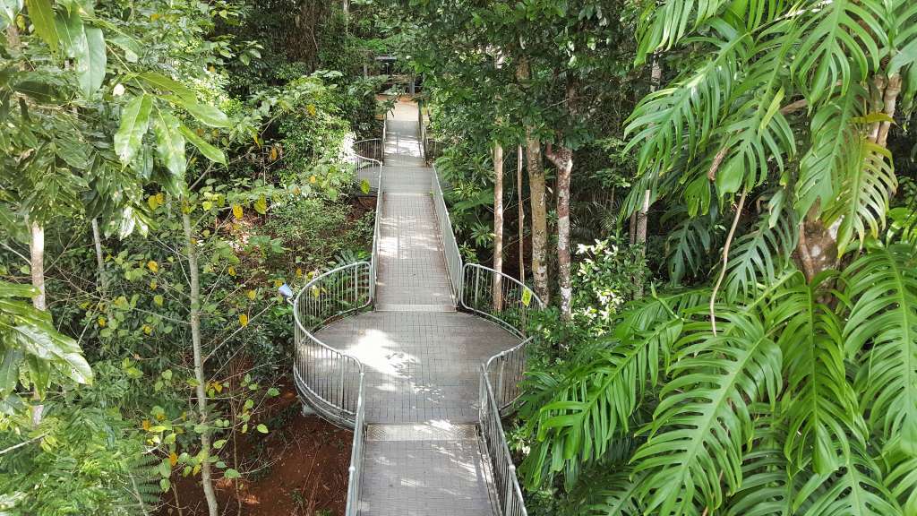 Eine Hängebrücke im Dschungel mit vielen Bäumen