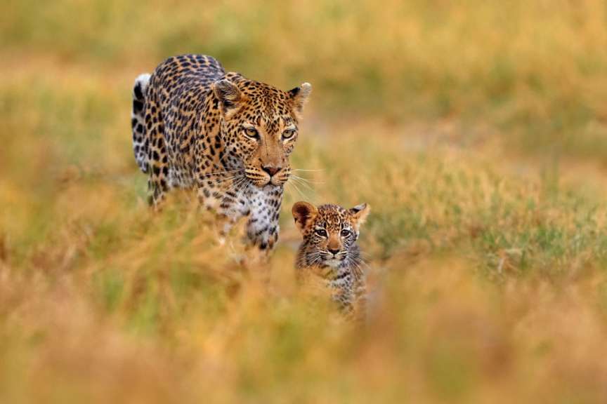 Eine Leopardin und ihr Junges gehen durch hohes Gras