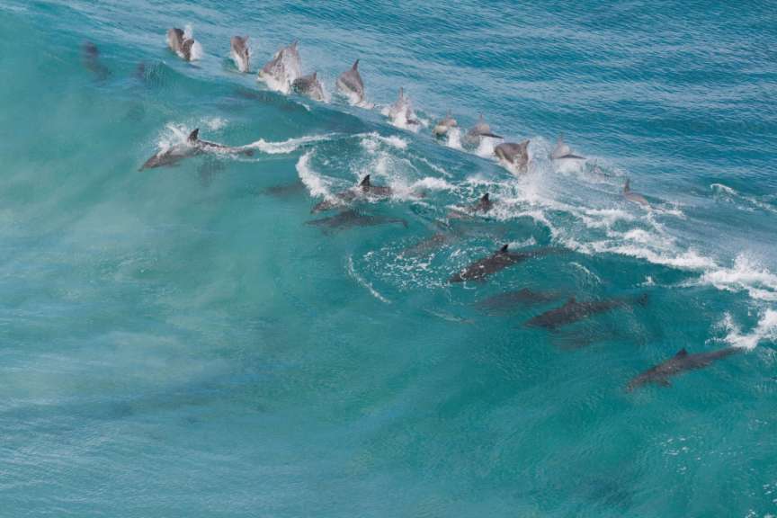 Vorsichtige Annäherung: Küstensafari vor Kangaroo Island