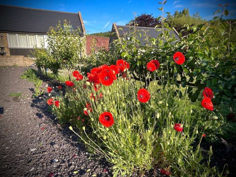 Eine Gruppe roter Mohnblumen wächst in einem Garten
