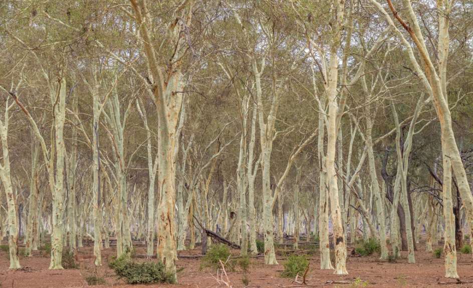 Fever Tree Forest