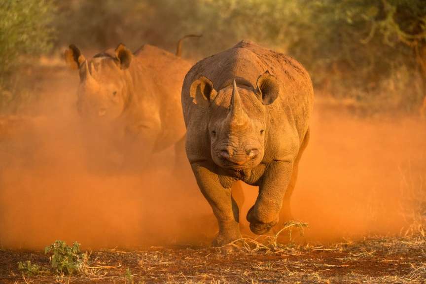 Ein Nashorn läuft in einem Staubfeld