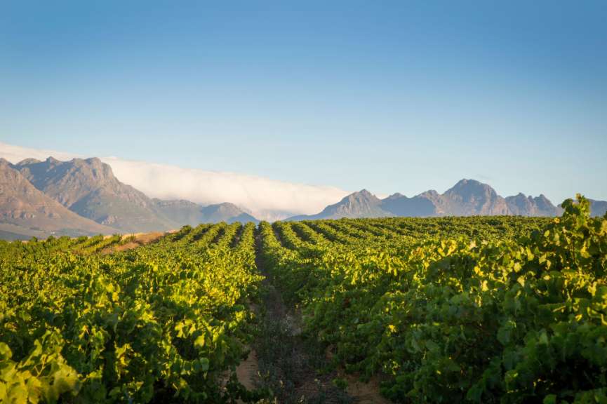 Ein Weinberg mit Bergen im Hintergrund und einem blauen Himmel